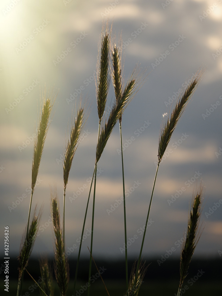 The ears of corn against the sky illuminated by the setting sun The ears of corn against the sky illuminated by the setting sun