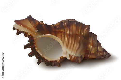 Realistic dark brown seashell on white background