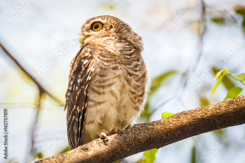 Close up of spotted owlet or athene brama bird.