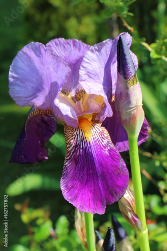 Fototapeta Naklejka Na Ścianę i Meble -  Fleur d'iris violette et bourgeon