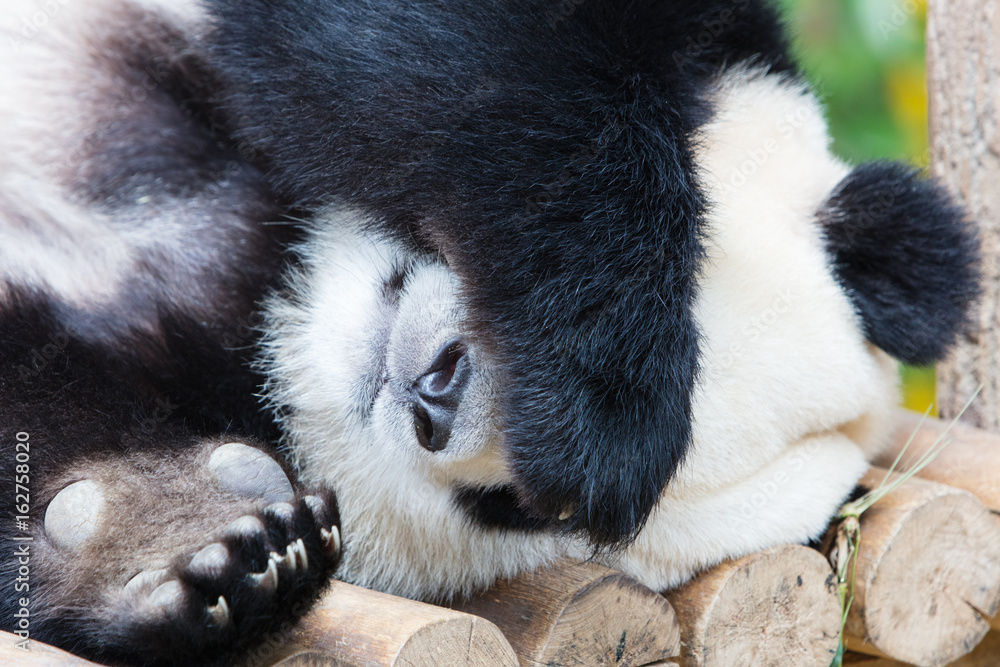 Obraz premium Giant Panda sleeping on wooden platform