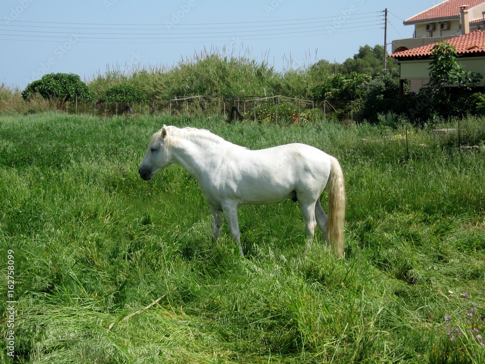 Obraz premium White Horse grazing on the green grass/ young stallion. The Island Of Crete, Greece. Filmed during the tour of the Mediterranean world