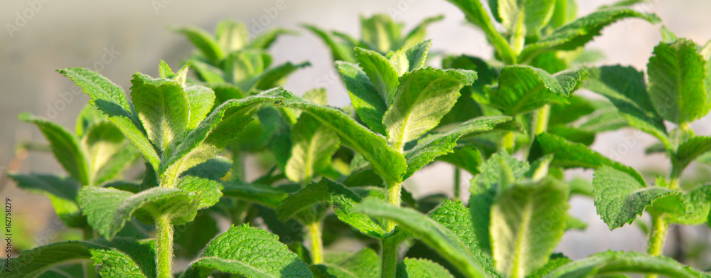Close up view of a peppermint plant. Close up view of a peppermint plant.