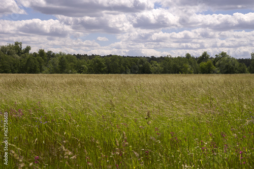 Разнотравье. Заливные луга.