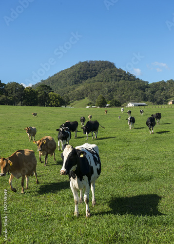 Cow farm in Sydney