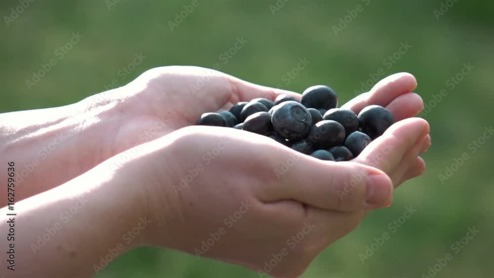 High quality video of hands holding blueberries in real 1080p slow motion 250fps High quality video of hands holding blueberries in real 1080p slow motion 250fps