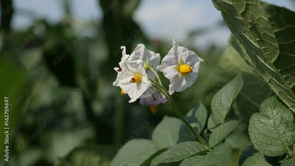 Solanum tuberosum flower close-up 4K 2160p 30fps UltraHD footage - Cultivated potato plant shallow DOF 3840X2160 UHD video Solanum tuberosum flower close-up 4K 2160p 30fps UltraHD footage - Cultivated potato plant shallow DOF 3840X2160 UHD video