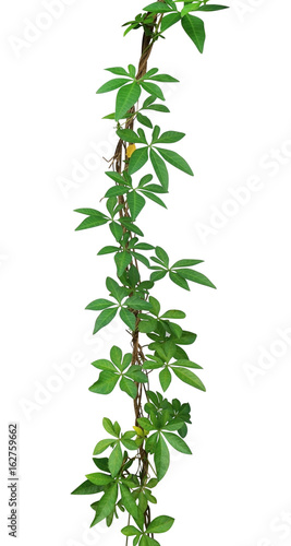 Wild morning glory leaves climbing on twisted jungle liana isolated on white background  clipping path included