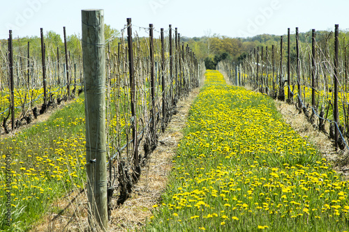 Vineyard rows of flowers and grapes for wine making beautiful tourism scenery with copyspace.