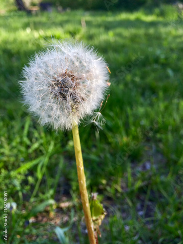 Close-up view on sunny dandelion against blurred green background  