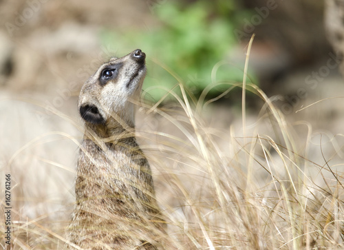 Meerkat Looking Up Out of the Grass © Walkerlee