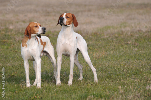 Two german shorthaired pointer dogs