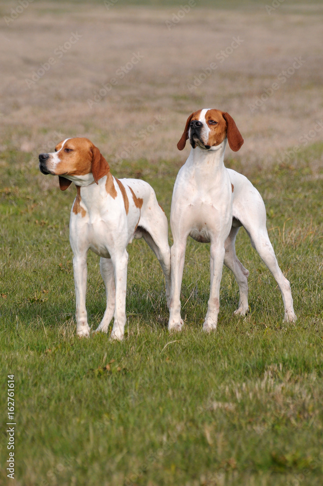 Two german shorthaired pointer dogs