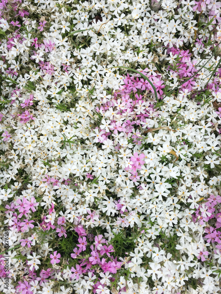 Naklejka premium white and pink Phlox-shaped