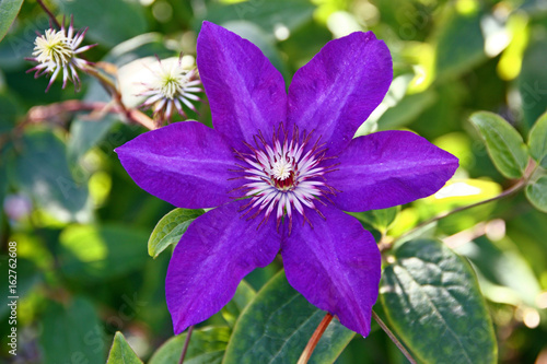 Flower of violet clematis