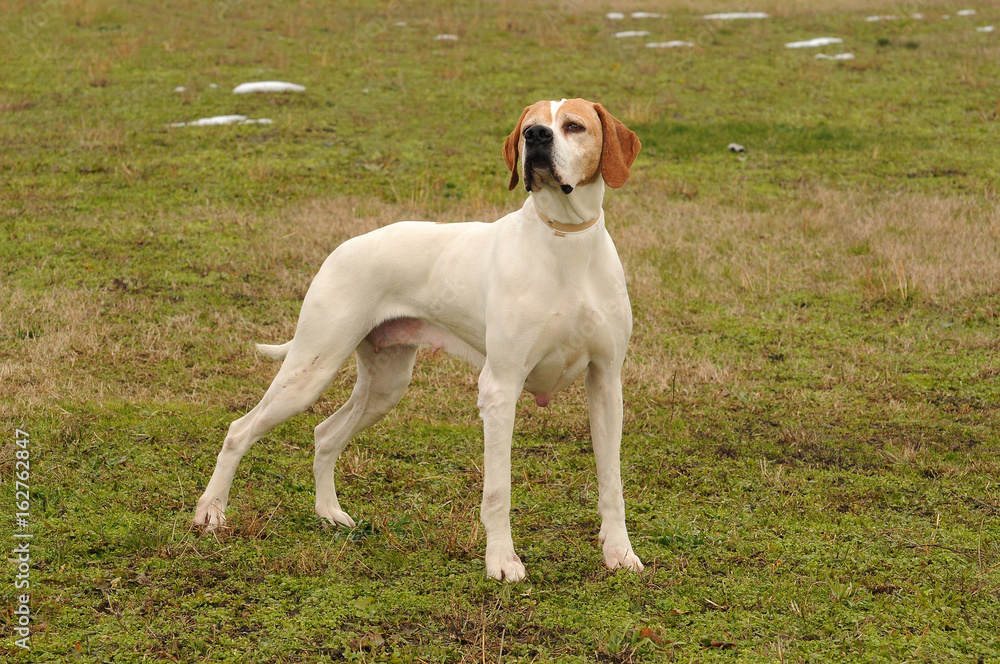 German shorthaired pointer dog