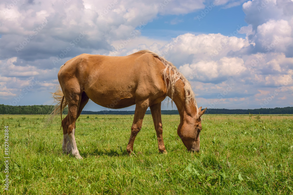 Beautiful horse grazing in a meadow Beautiful horse grazing in a meadow