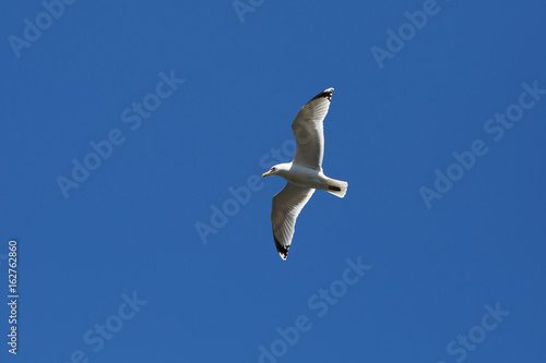 Flying Seagull in blue sky. Free wild bird high in the atmosphere.