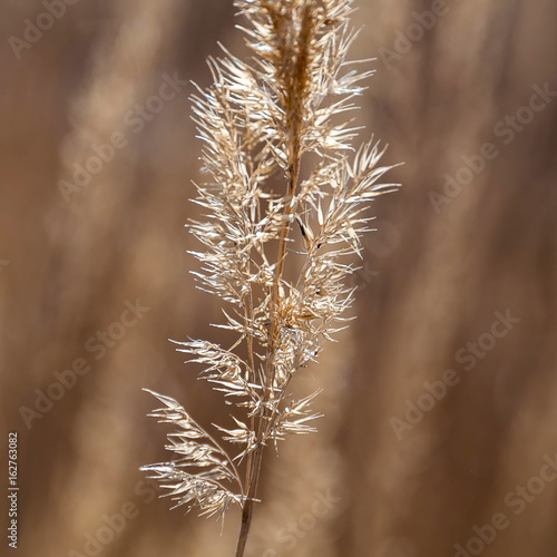 Fade grass ear on blurred background macro view 