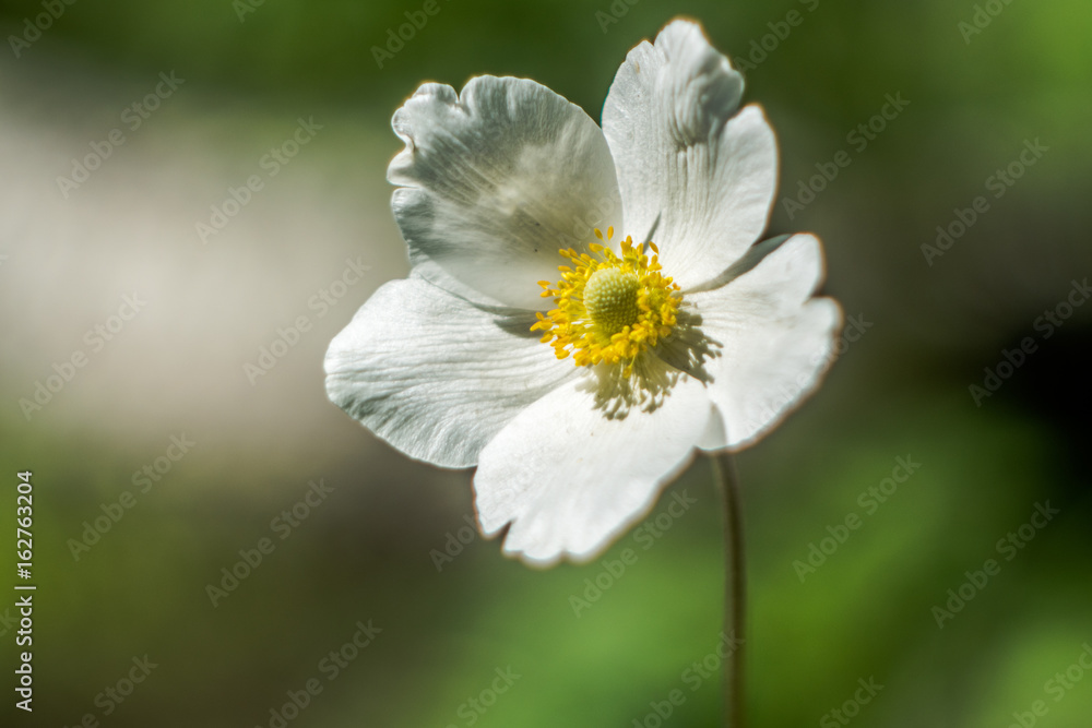 Spring Flower Spring Flower