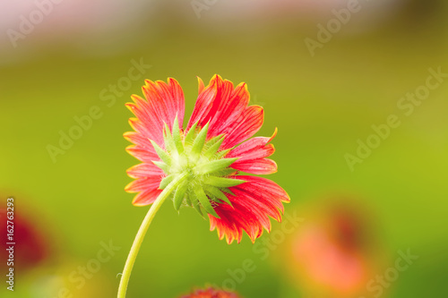 Gaillardia flowers with multiple colors and bright colors. It is a genus of flowering plants in the sunflower family.