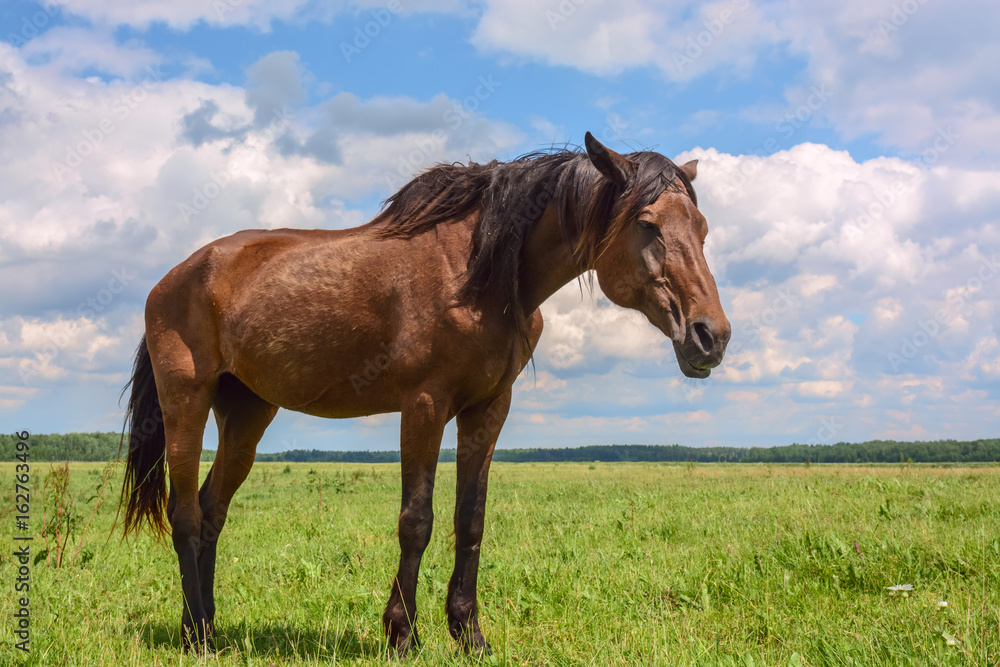 Beautiful horse grazing in a meadow 