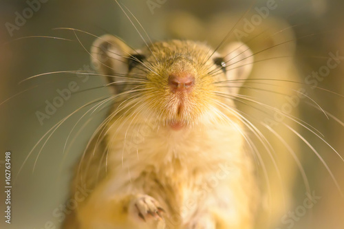 A gerbil or called desert rats is a small mammal. photo