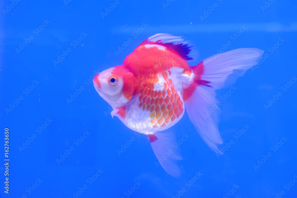 The goldfish in the water, in the cabinet. The goldfish in the water, in the cabinet.