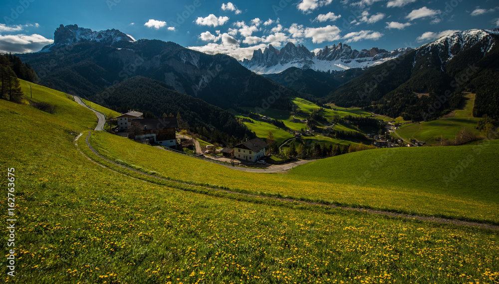Fields with yellow flowers at the Dolomites, Italy