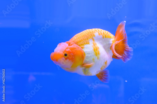 The goldfish in the water, in the cabinet.