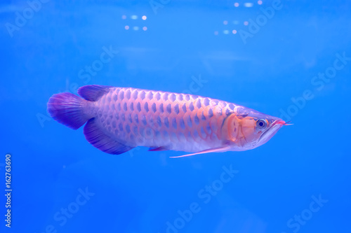 The arowana fish in the water, in the cabinet.