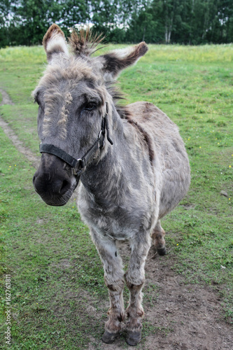 donkey at the farm
