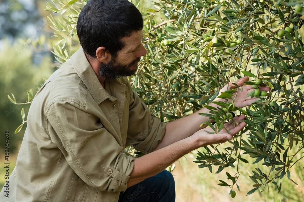 Farmer checking a tree of olive Farmer checking a tree of olive