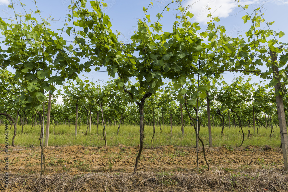Vineyard at Borgo Impero, Piedmonte Vineyard at Borgo Impero, Piedmonte