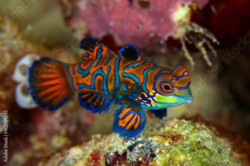 Canvas Print Mandarinfish or Mandarin dragonet ( Synchiropus splendidus ) is close-up shot , it very small tropical fish vivid color , Sipadan island Borneo