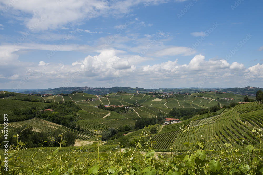 Vineyards of Barbaresco Piedmont