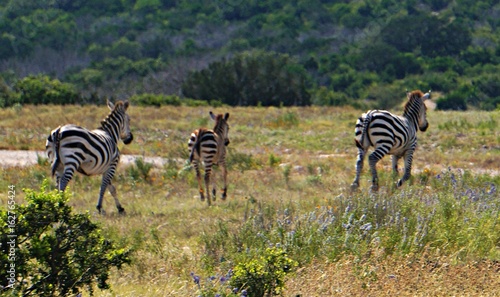 Three Zebra Running