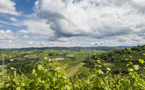 Vineyards of Castiglione Falletto, Barbaresco Piedmont photo