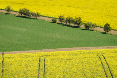 Yellow rapeseed field with green field and trees