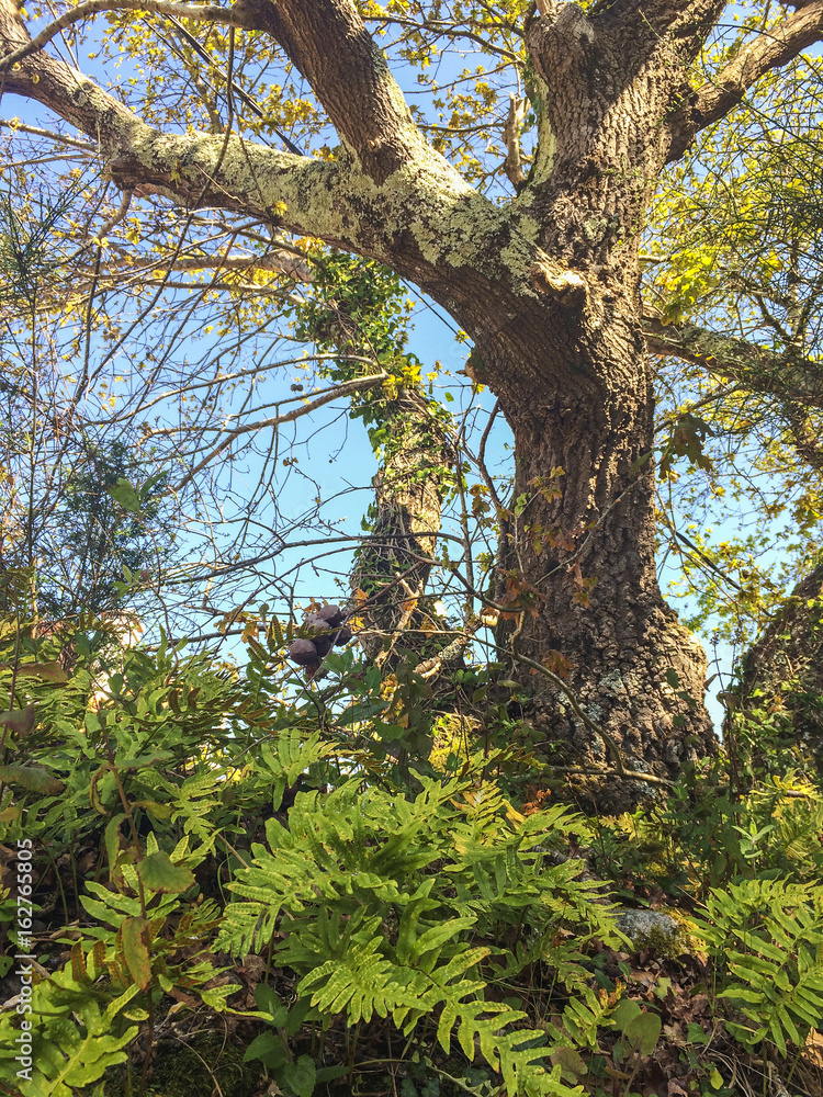Fototapeta premium Oak trunk and ferns
