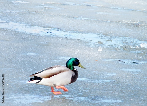 Thornhill Duck Walking on Ice 2010 photo