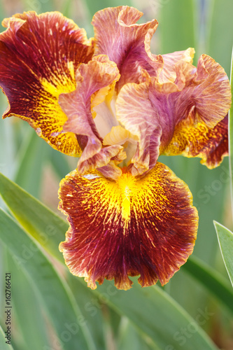 Fototapeta Naklejka Na Ścianę i Meble -  Beautiful multicolored iris flower.