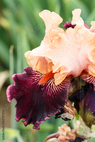 Fototapeta Naklejka Na Ścianę i Meble -  Beautiful multicolored iris flower.