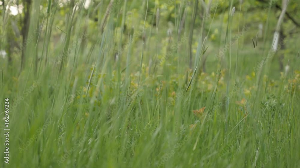 High swaying grass scene close-up 4K 2160p 30fps UltraHD footage - Green field in the spring 3840X2160 UHD video High swaying grass scene close-up 4K 2160p 30fps UltraHD footage - Green field in the spring 3840X2160 UHD video