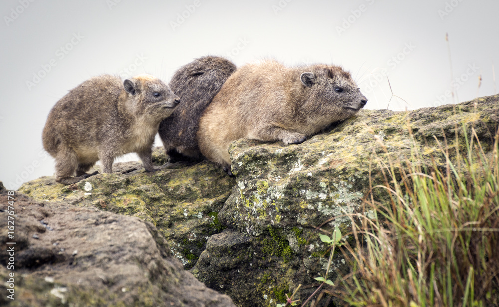 Naklejka premium Damani on a rock at Lake Nakuru
