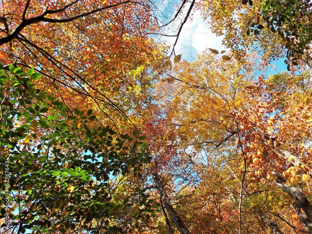 Looking Up in Autumn