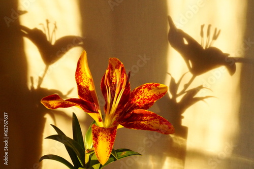 Orange lily flower,  Lilium Pensylvanicum  photo