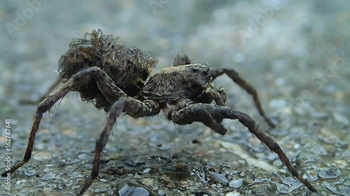 Wolf spider morher with babies on it cleaning one of its legs photo