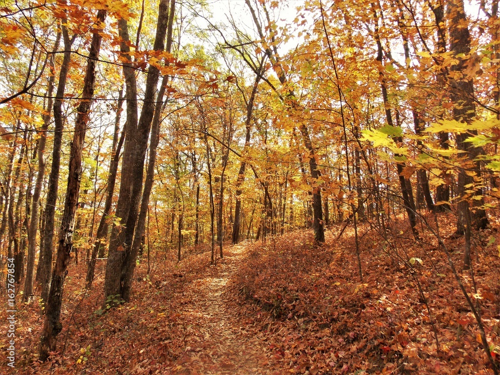 Obraz premium Autumn Trail