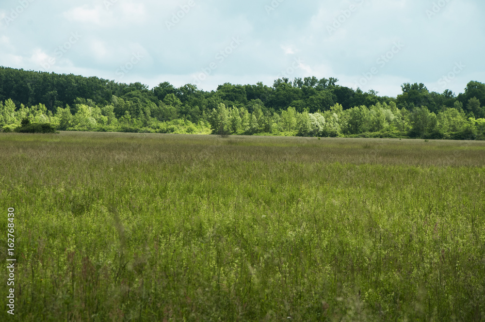 natur reserve, kühkopf-knoblochsaue, hessen, germany